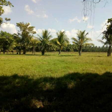 VENDO 48 MANZANAS DE TERRENO EN KM. 170 TIQUISATE – ESCUINTLA.