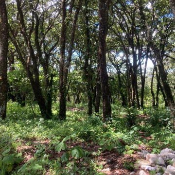 Terreno irregular de 7500 Vrs2 