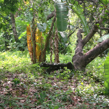 Terreno La Arboleda, Escuintla.