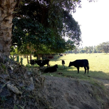 Finca 48 MANZANAS DE TERRENO EN TIQUISATE - ESCUINTLA.
